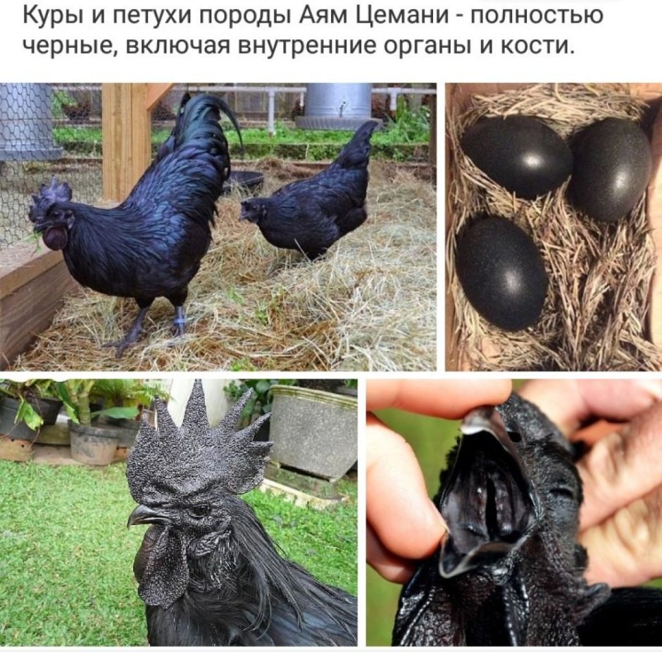 Черные куры Аям Цемани