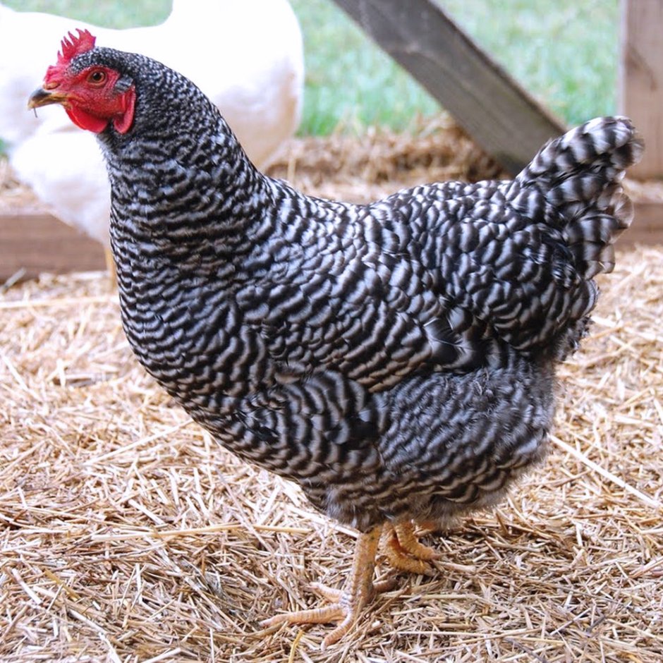 Доминант gs459