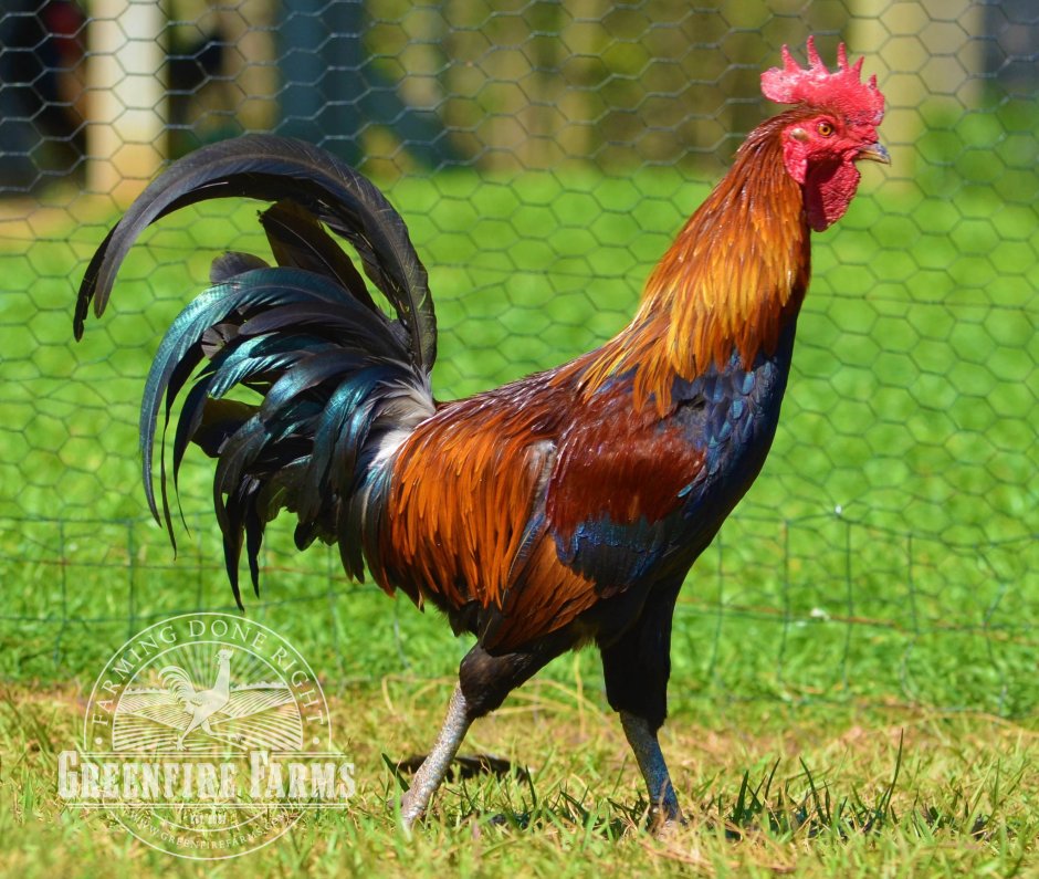 Куры породы Аям Кетава