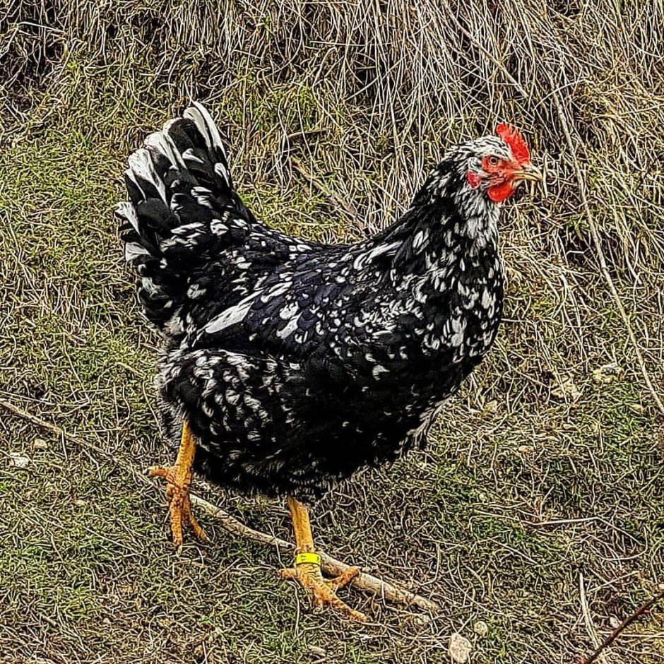 Доминант крапчатый