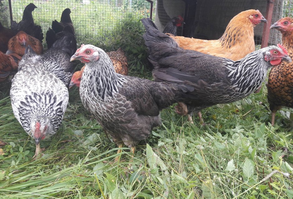 Харко порода кур