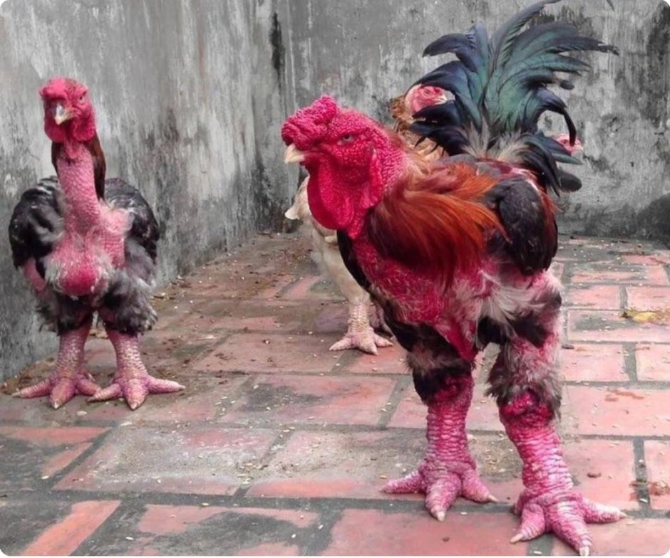 Га Донг Тао (слоновые куры)