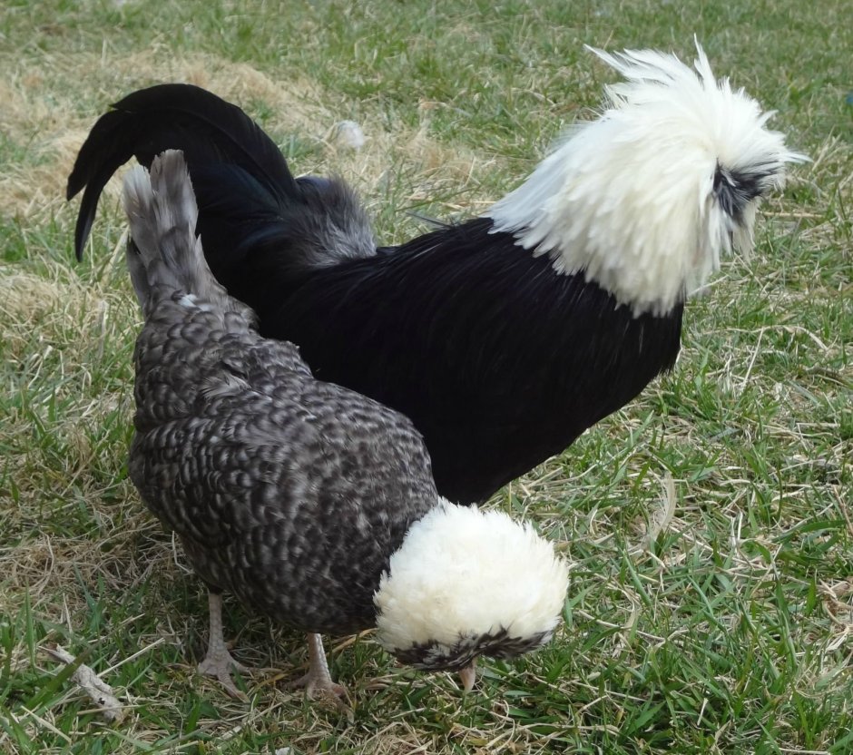 Сибирская хохлатая курица