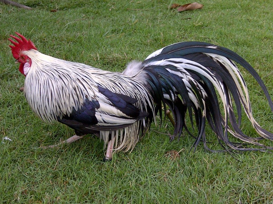 Лакенфельдер порода