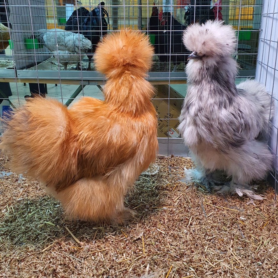 Феникс (порода кур)