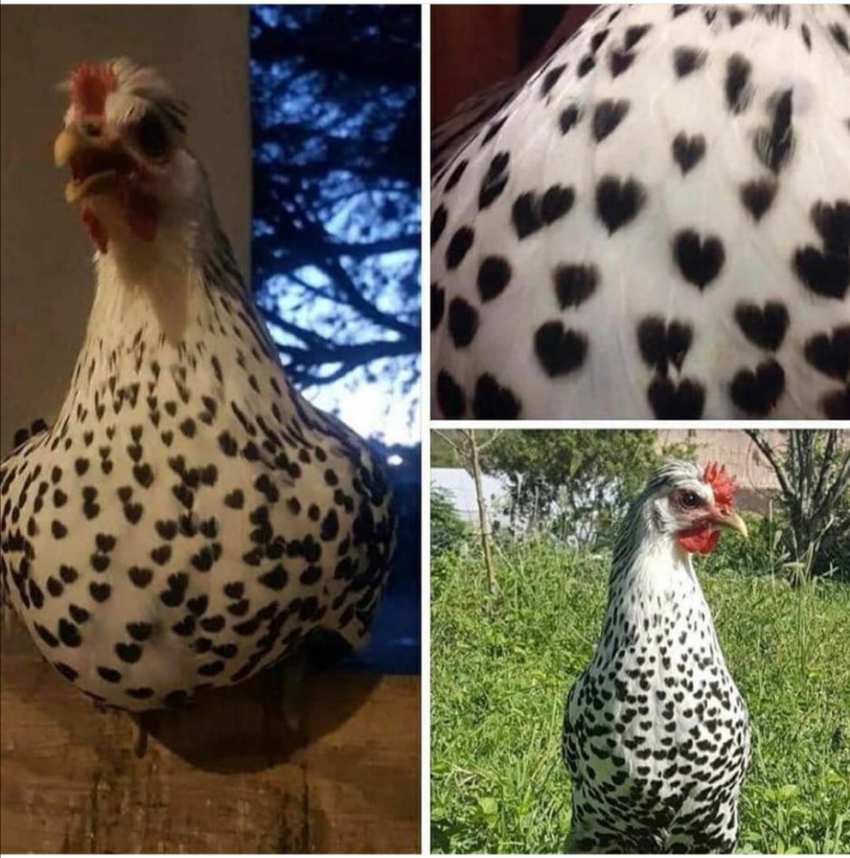 Курица в крапинку