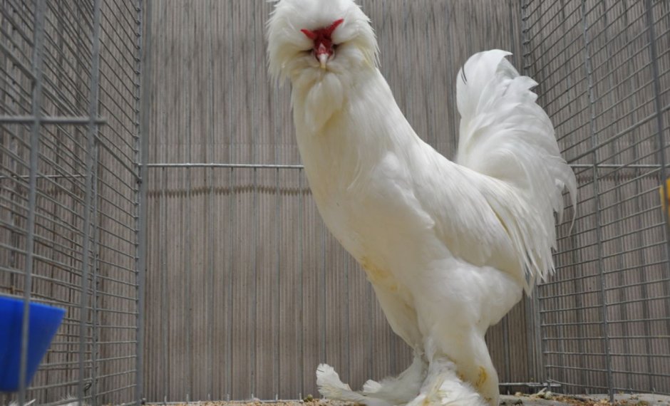 Турецкая султанка