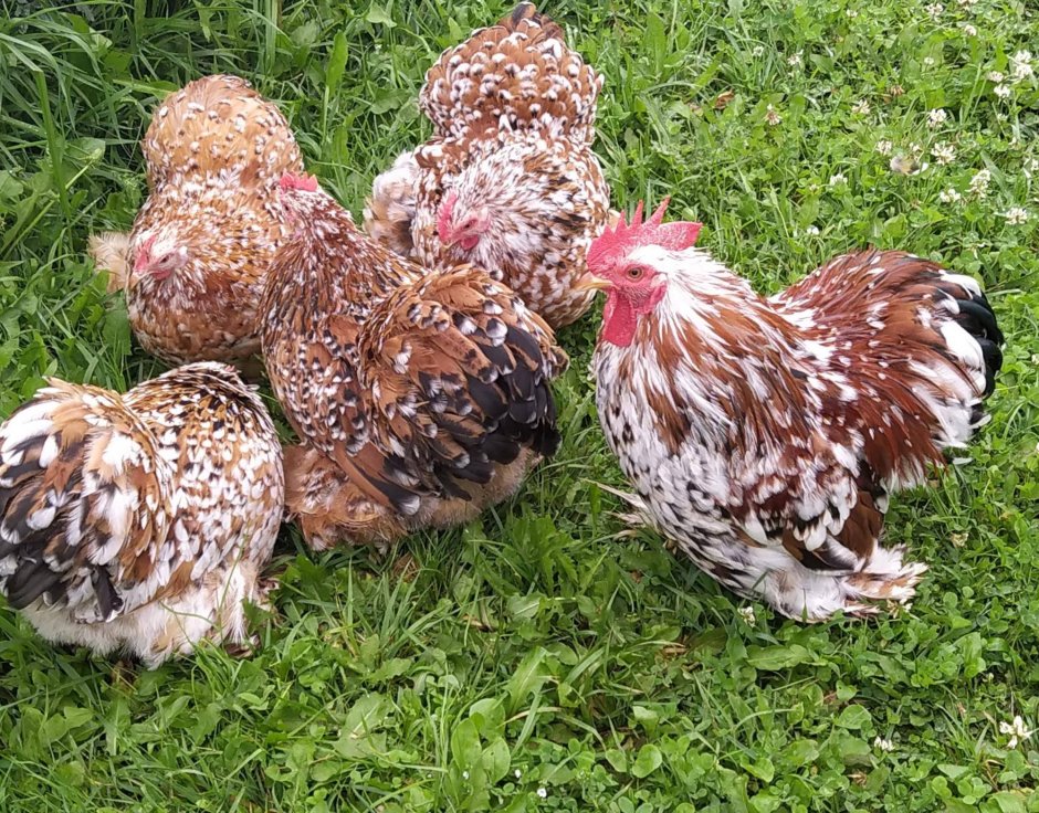 Падуан курчавый