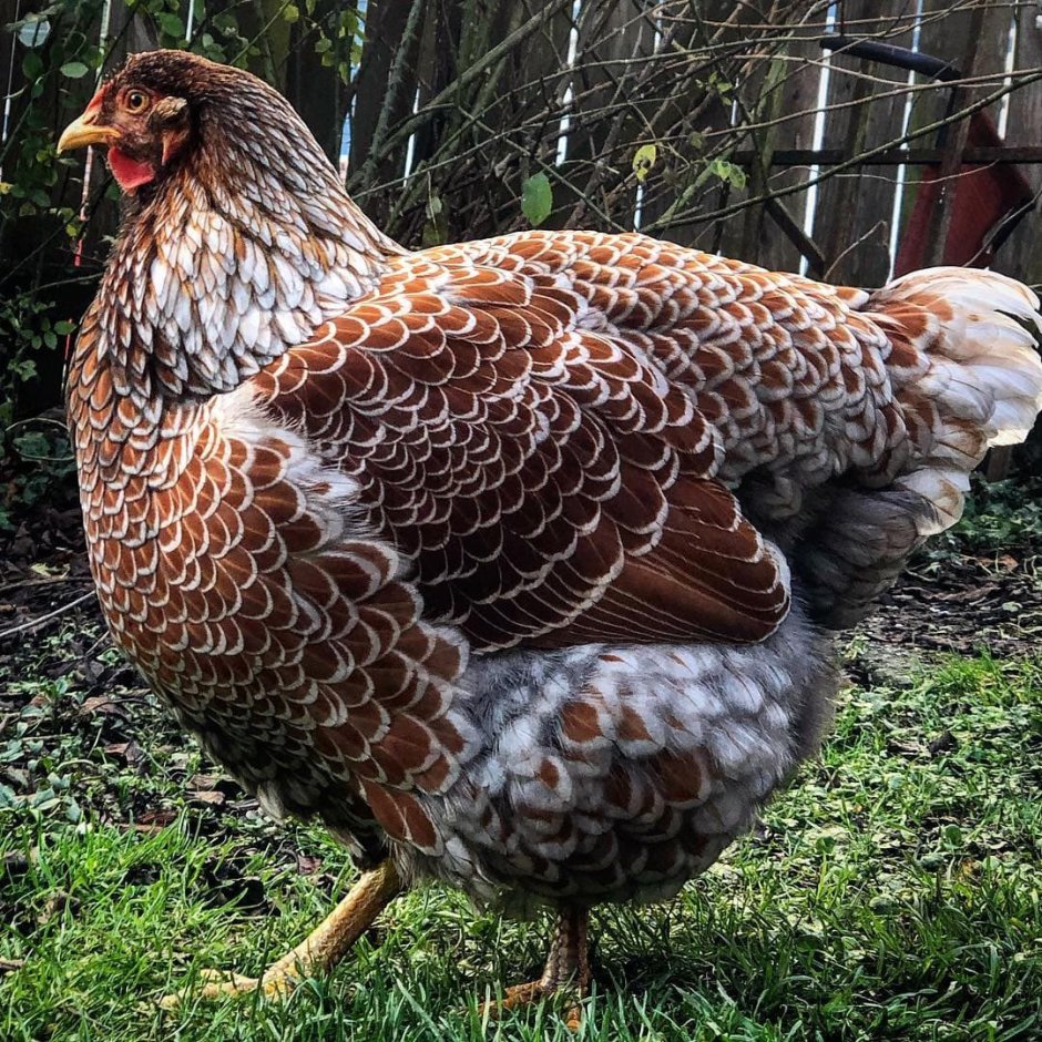 Виандот серебристый