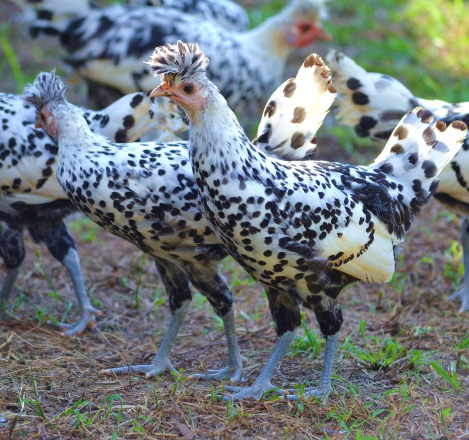 Куры Аппенцеллер шпицхаубен