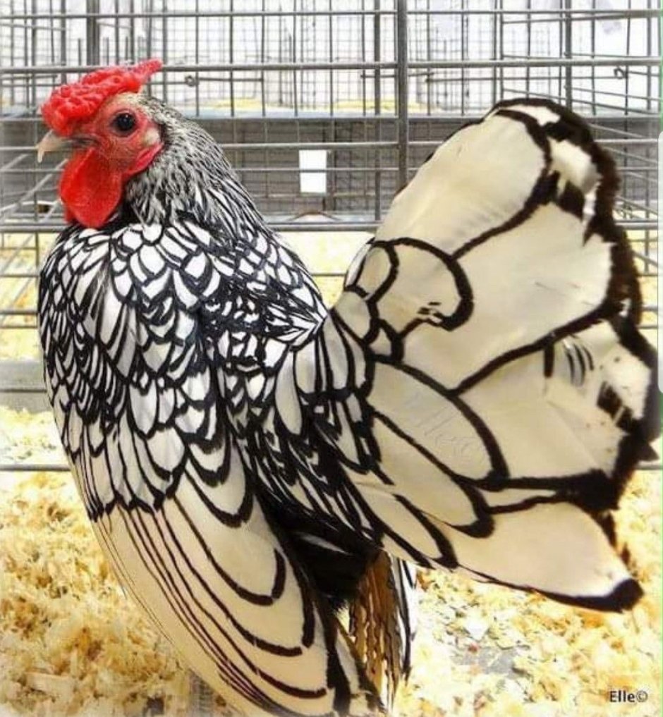 Эталон куриной красоты