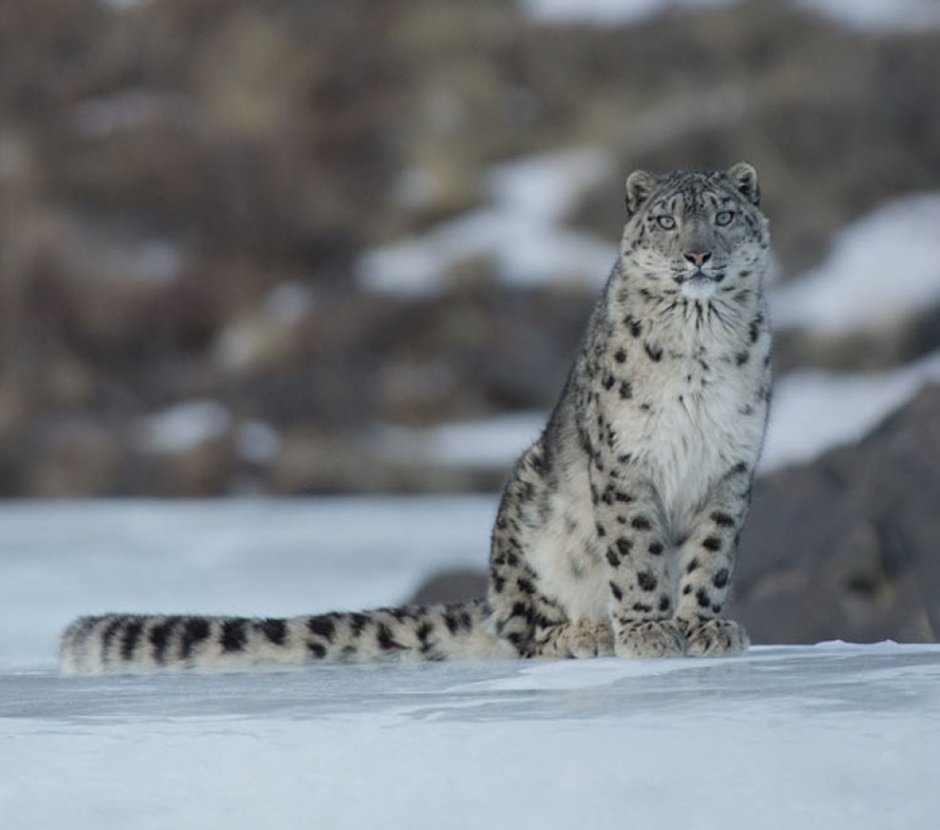 Ирбис Монголия