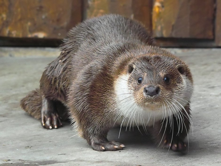 Выдра в Татарстане