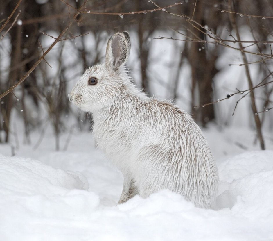 Заяц Беляк и заяц Русак
