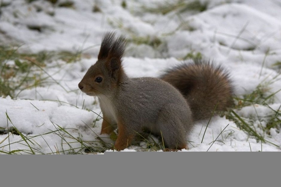 Звери средней полосы России