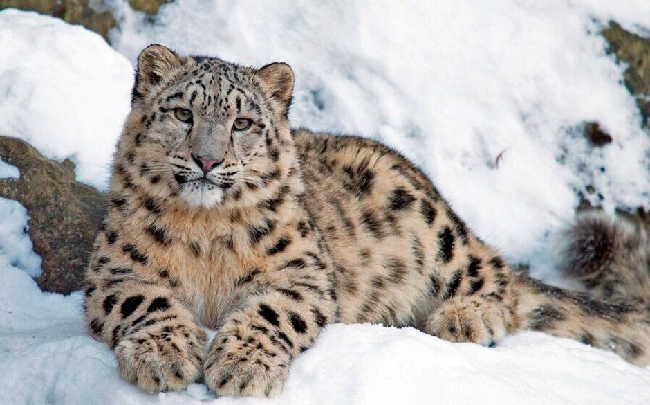 Снежный Барс Забайкальского края