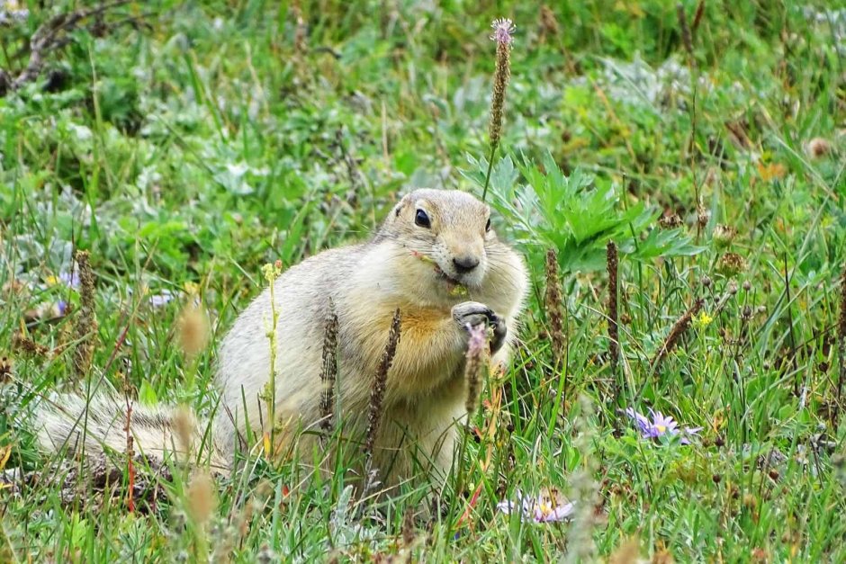 Байкало-Ленский заповедник животные
