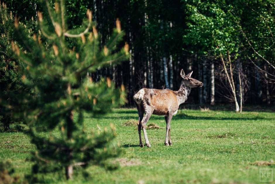 Пятнистые олени горный Алтай