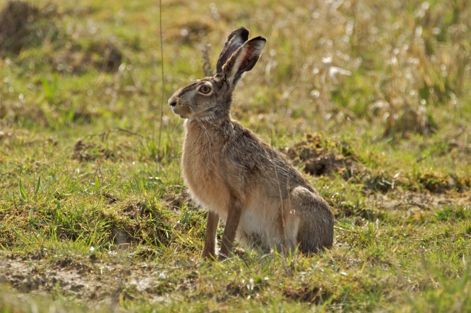 Степной заяц Русак