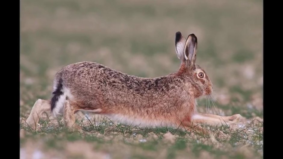 Заяц Русак Чувашии
