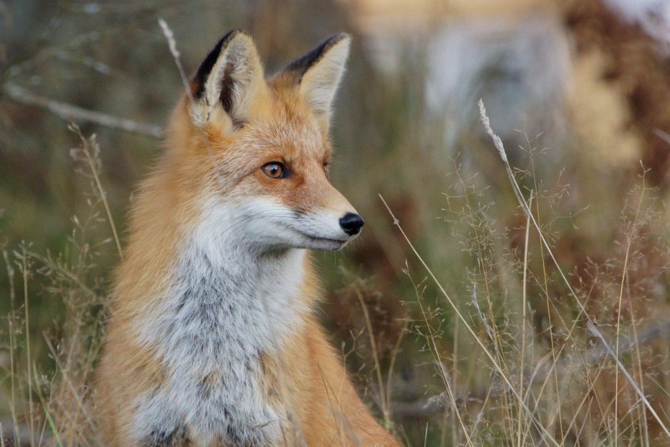 Валдайский национальный парк фауна