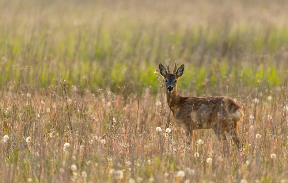 Косуля в поле