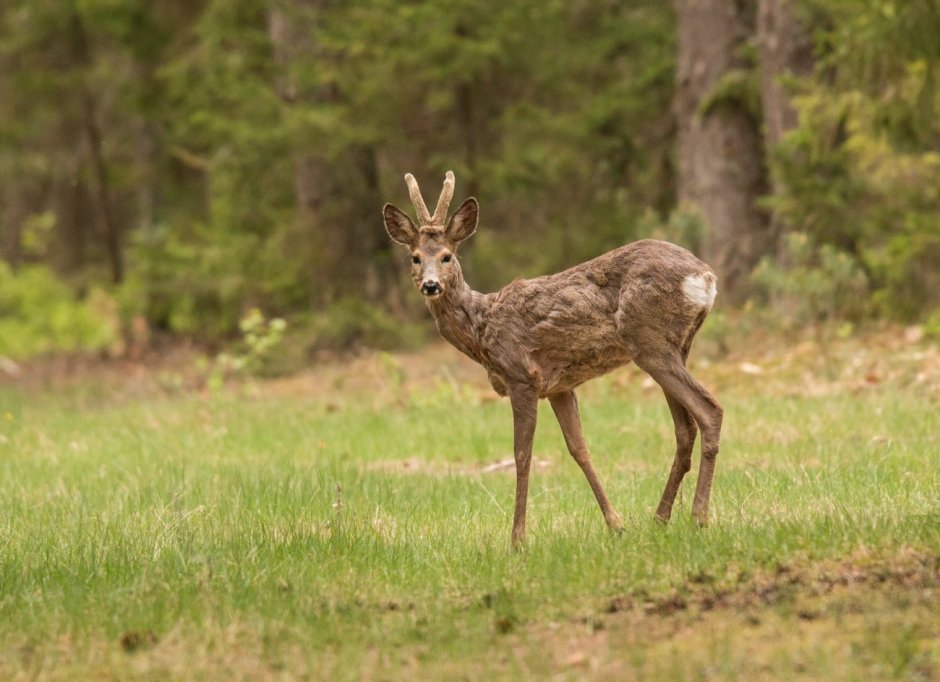 Животные татарстана фото