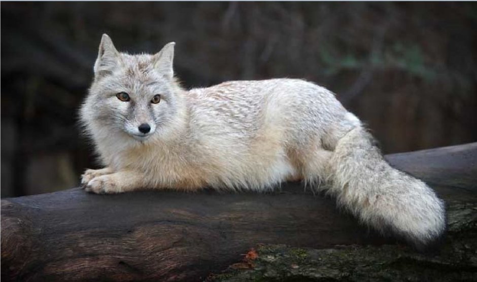 Корсак Сибирский