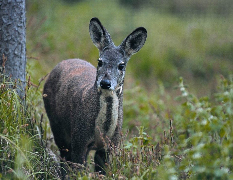 Сибирская кабарга