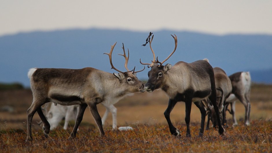 Таймырский заповедник Северный олень
