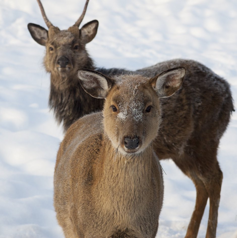 Животные якутии фото