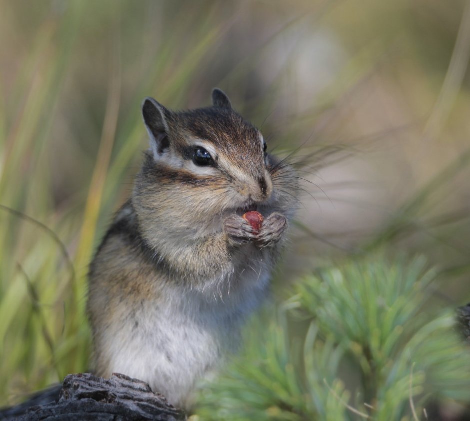 Лесные животные Якутии