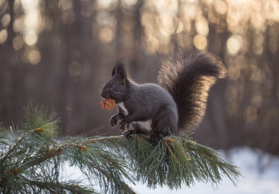 Лесные животные Якутии