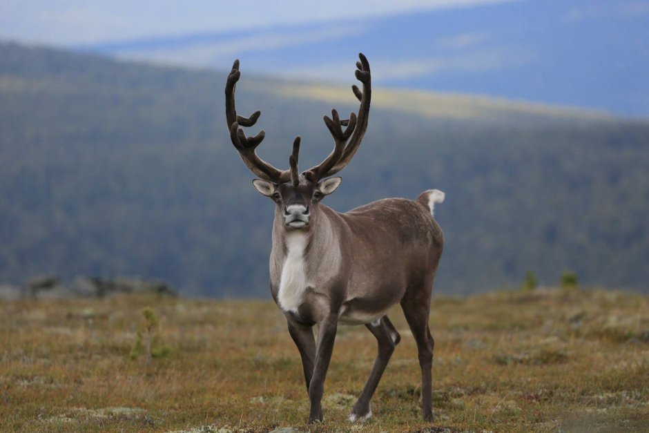 Новоземельский Северный олень