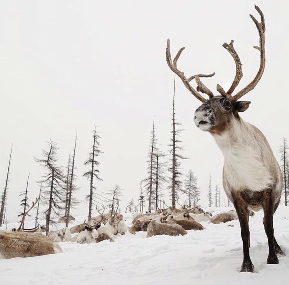 Якутия олени Оймякон