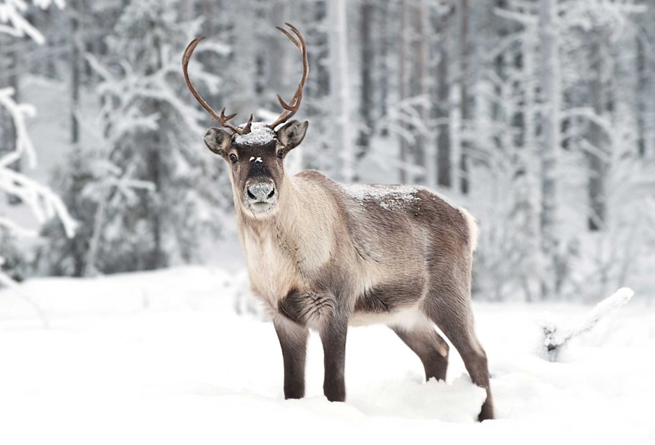 Лесной Северный олень