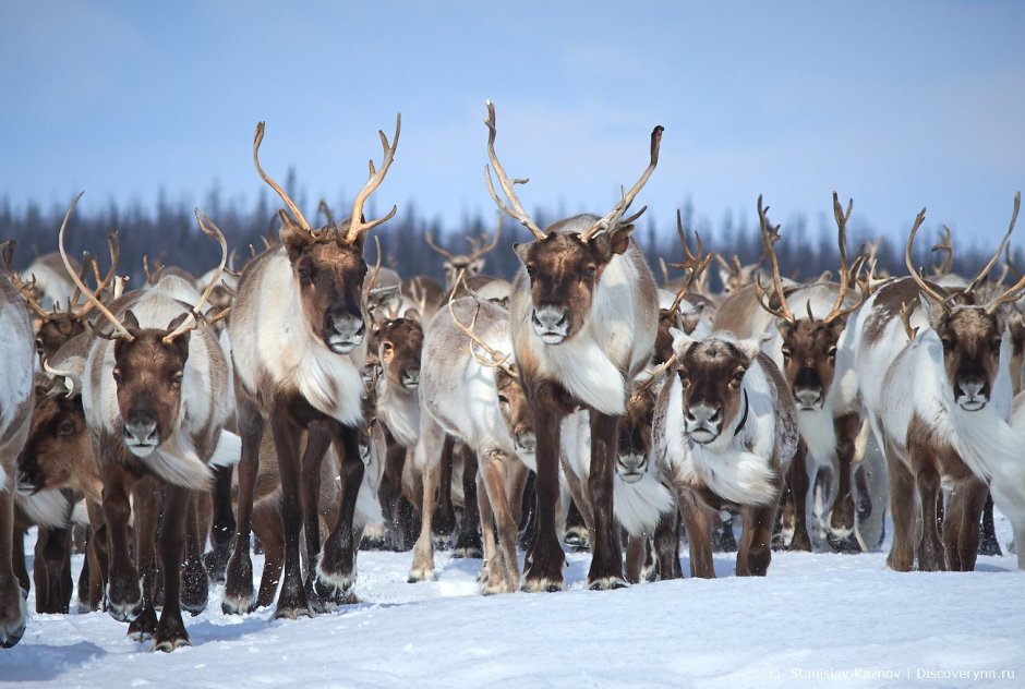 Северный олень Ямал