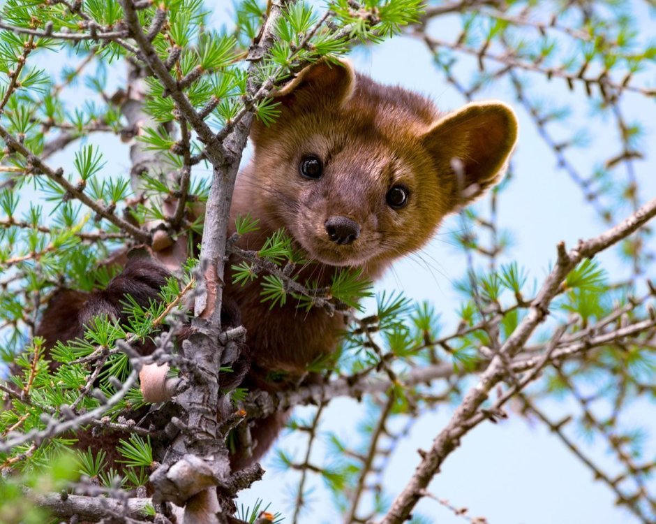 Фауна Якутии