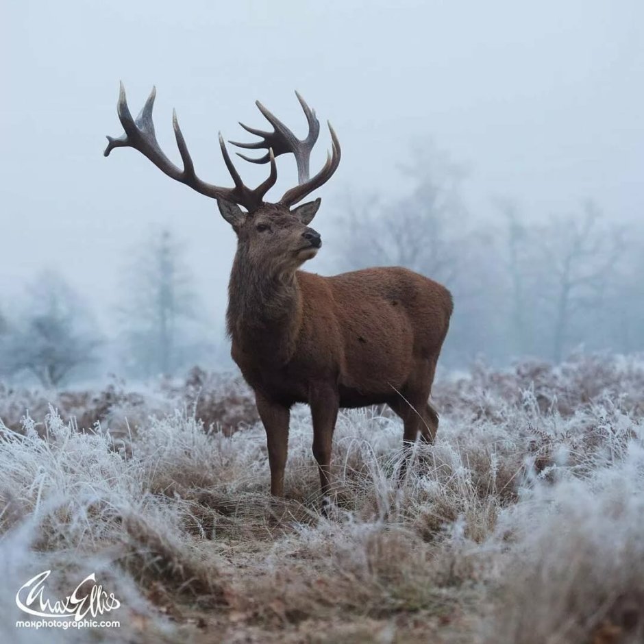 Благородный олень Рогач Winter