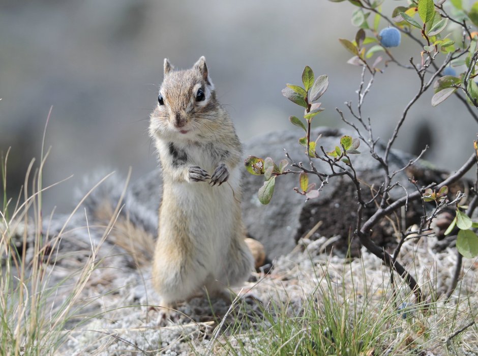 Звери Якутии