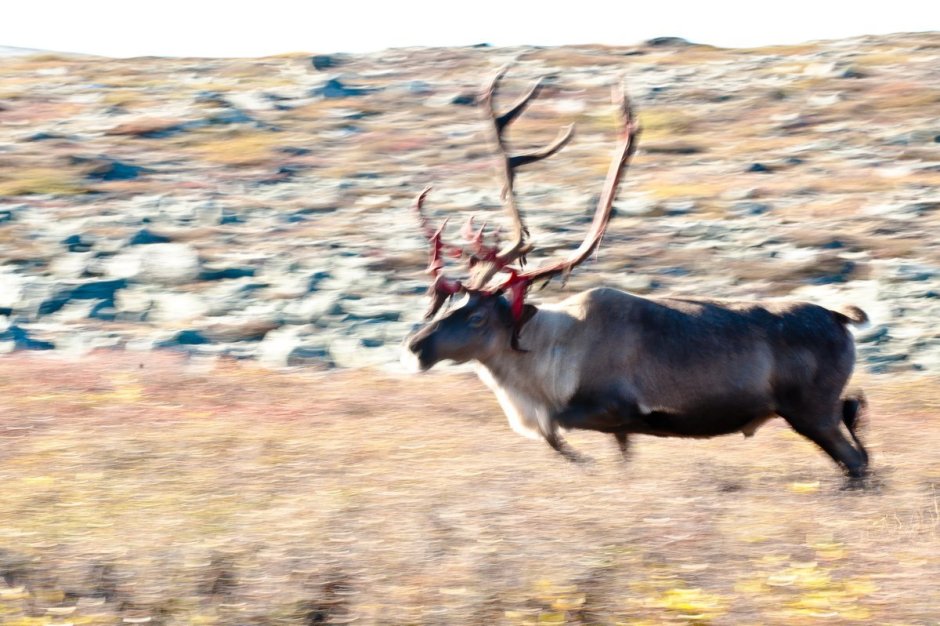 Дикий олень в Якутии