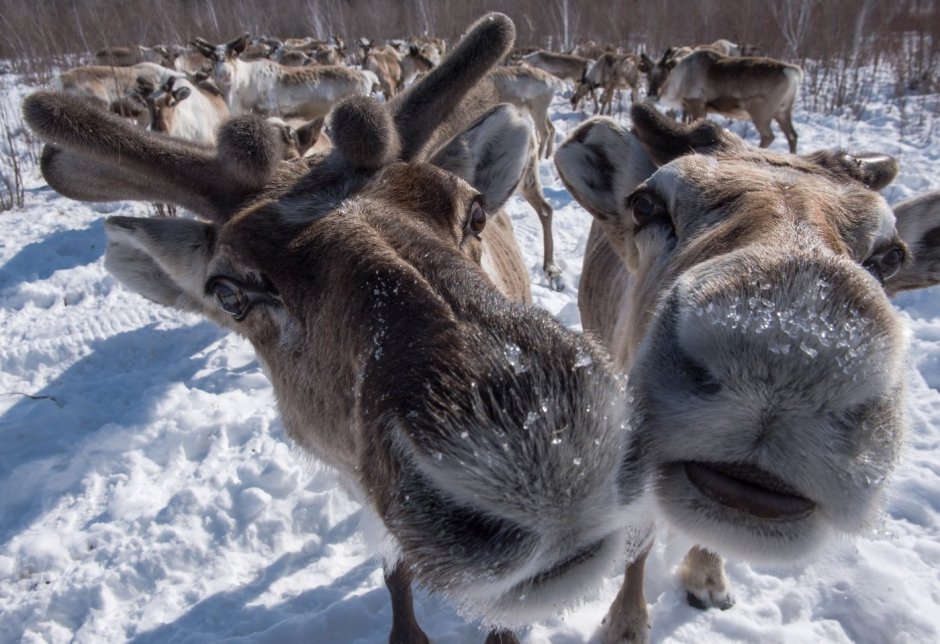 Северный олень Якутия