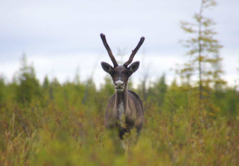 Флора и фауна Якутии