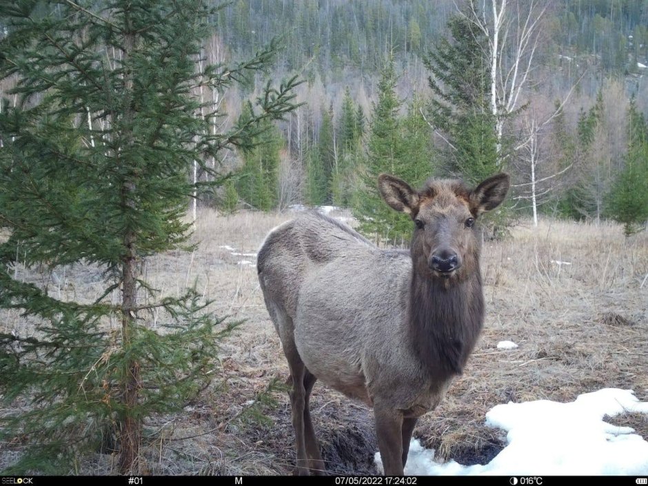 Лось и олень