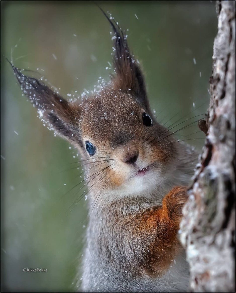 Притобольская белка