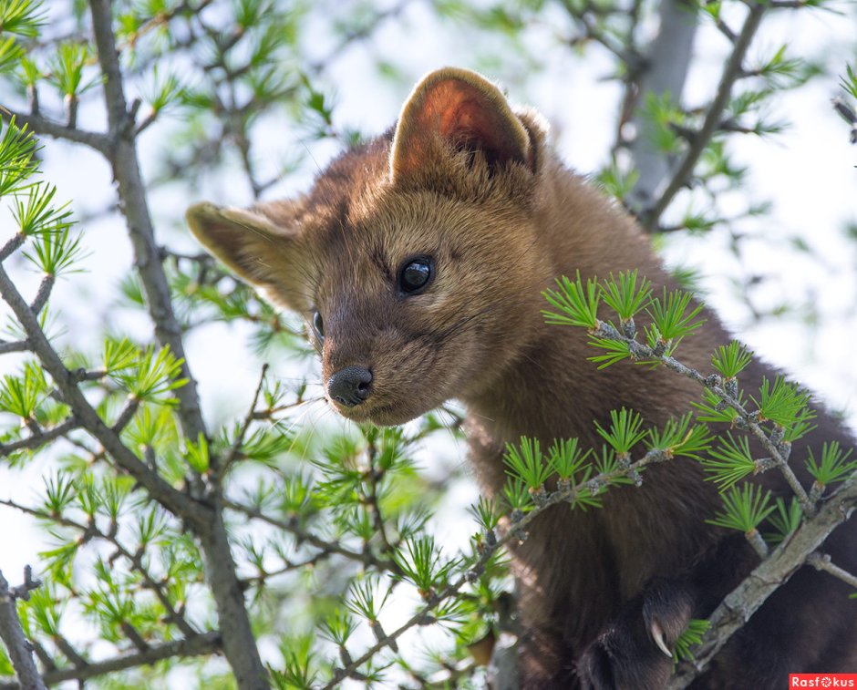 Соболь летом