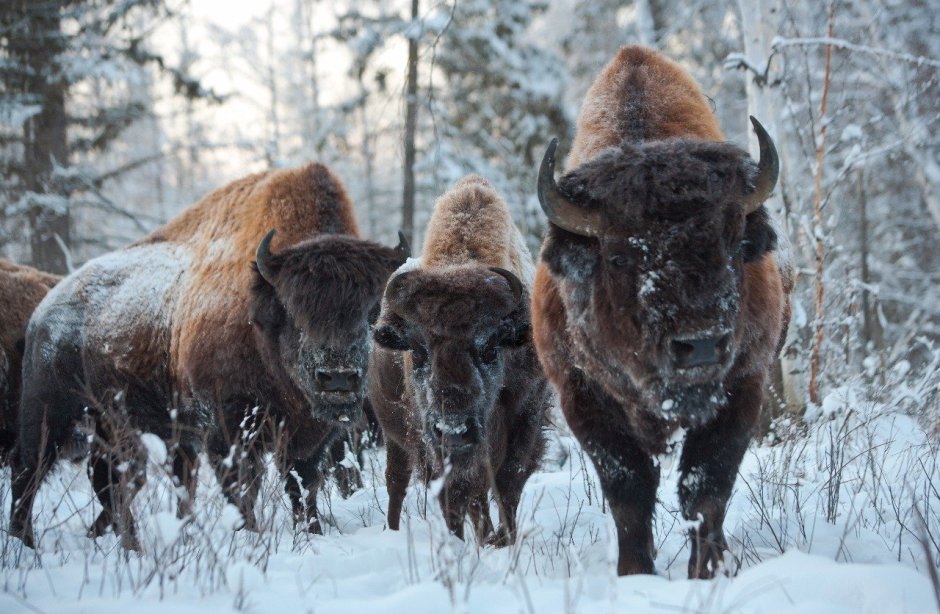 Фауна Ленских столбов