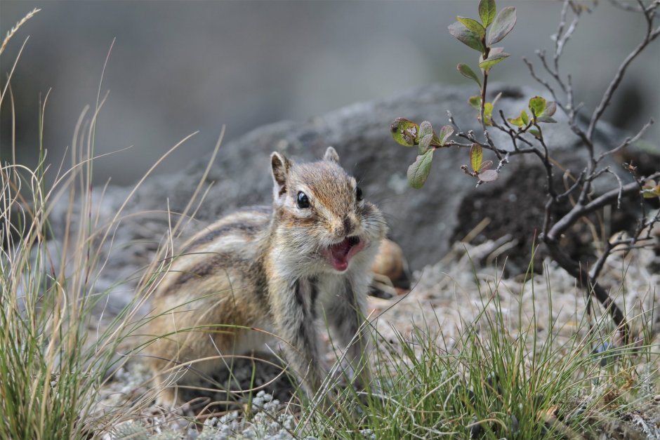 Гора бурундучья