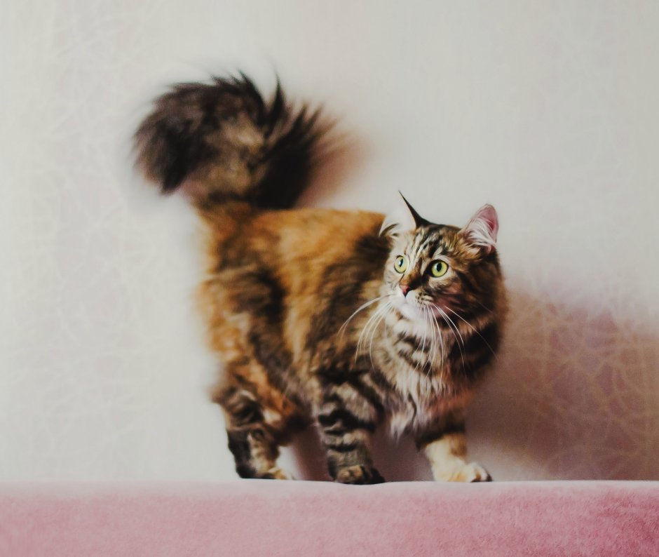 Аналостанка порода