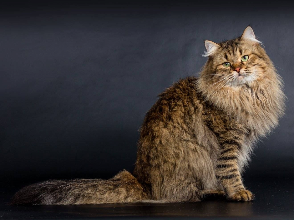 Русско Сибирская кошка